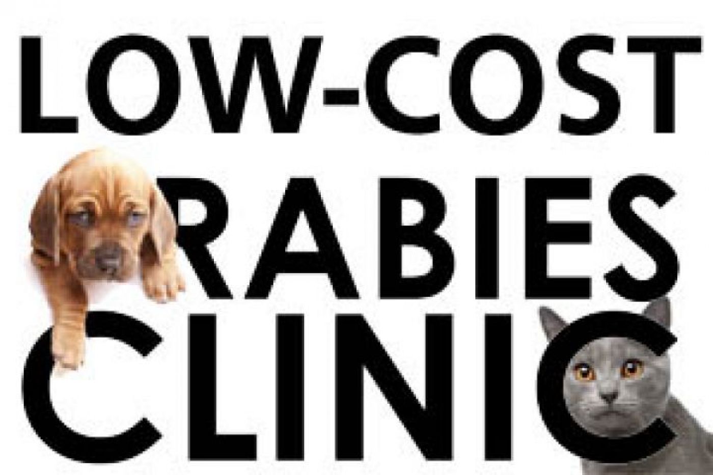 Low Cost Rabies Clinics Being Run in October - The Bay 88.7FM #WeAreMuskoka