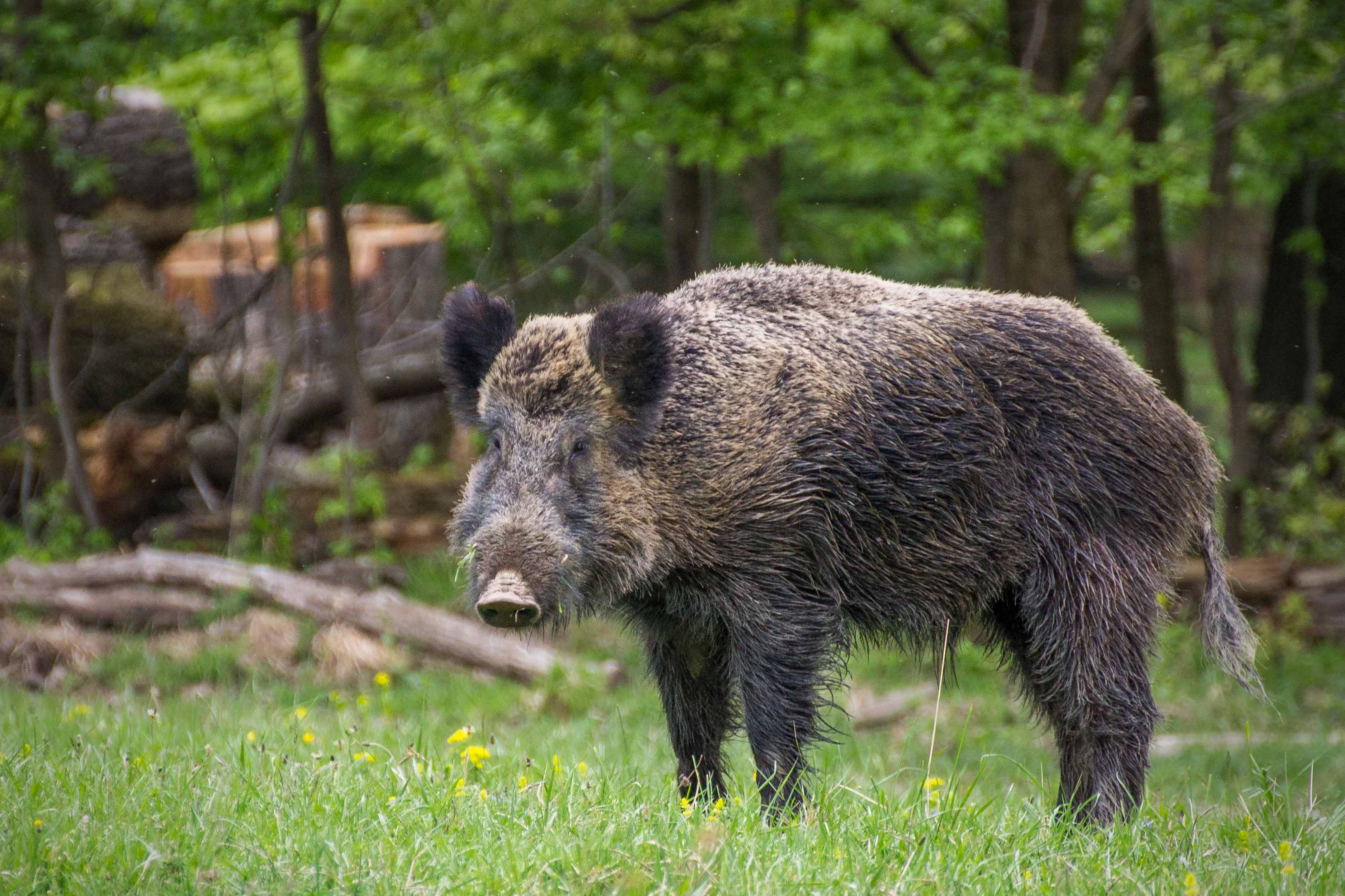 Wild pigs not as fun as the name suggests - The Bay 88.7FM #WeAreMuskoka