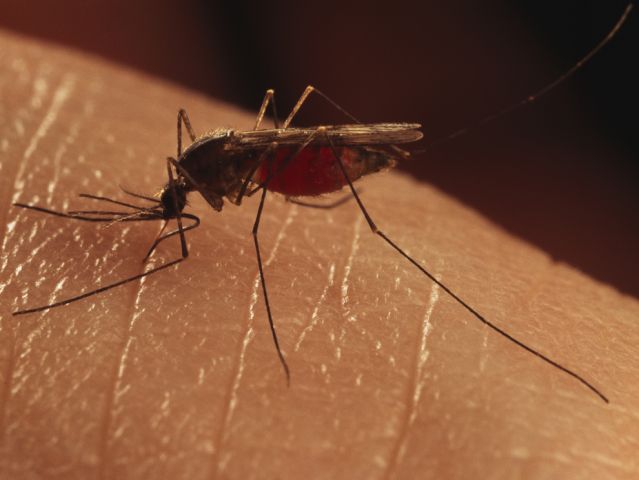 First human case of West Nile Virus in Muskoka confirmed