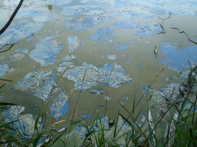 Blue-green algae bloom confirmed in Long Lake