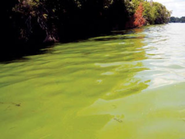 Blue Green Algae advisory lifted for Mary Lake