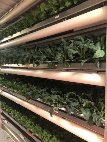 UPDATED: Muskoka North Good Food Co-op launches hydroponic farm