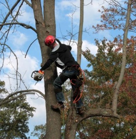 Bracebridge begins urban tree survey on Monday