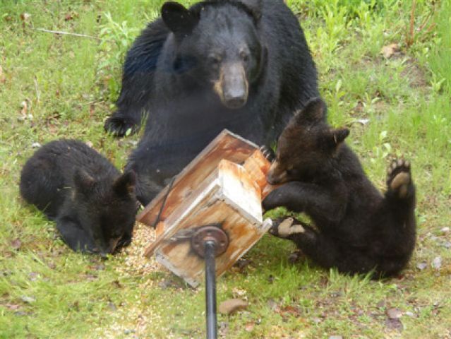 Police remind you to bear-proof your property