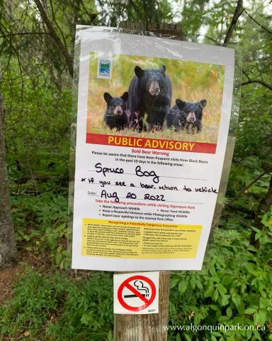 Bold Bear Warning in Algonquin Park