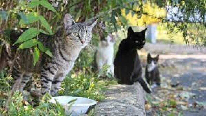 SPCA offering spay - neuter clinic for cats October 2nd to 4th