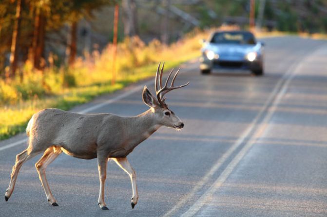 OPP warn of wildlife on area roads