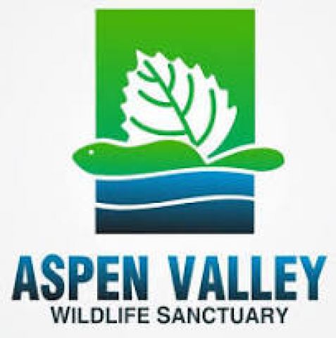 Aspen Valley Sanctuary hits record donations during Giving Tuesday