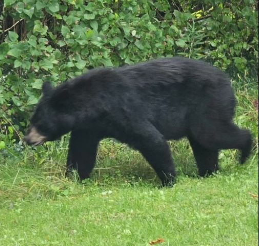 MNR hope to re-locate bears near Spruce Glenn Public School