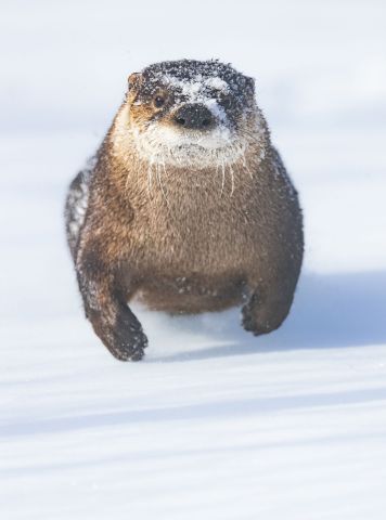 Aspen Valley seeking help to feed 7 orphaned otters