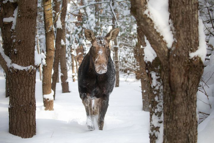 Apsen Valley Sanctuary first accredited wildlife rehab centre in Canada 