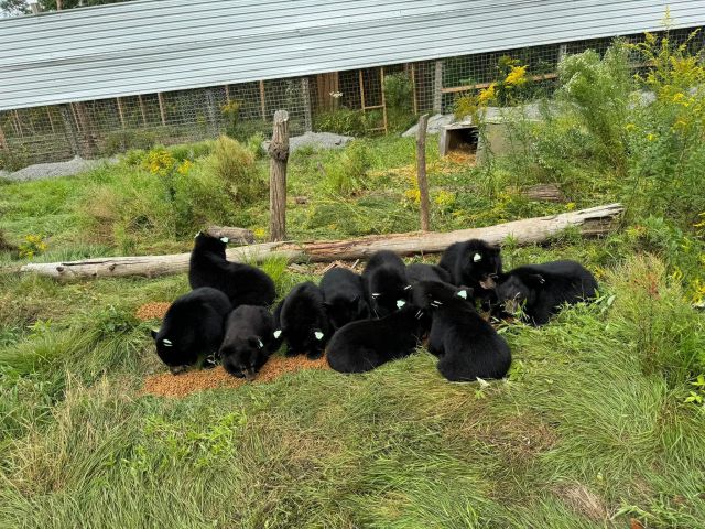 Bear cub goes on a long ride, ending at Bear With Us