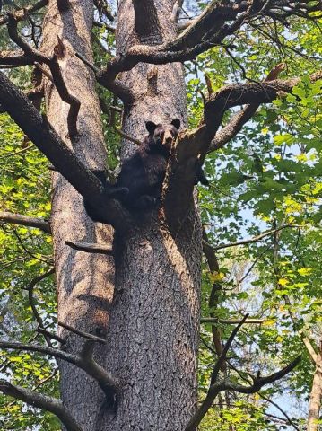 Bear family relocated from Spruce Glen Public School