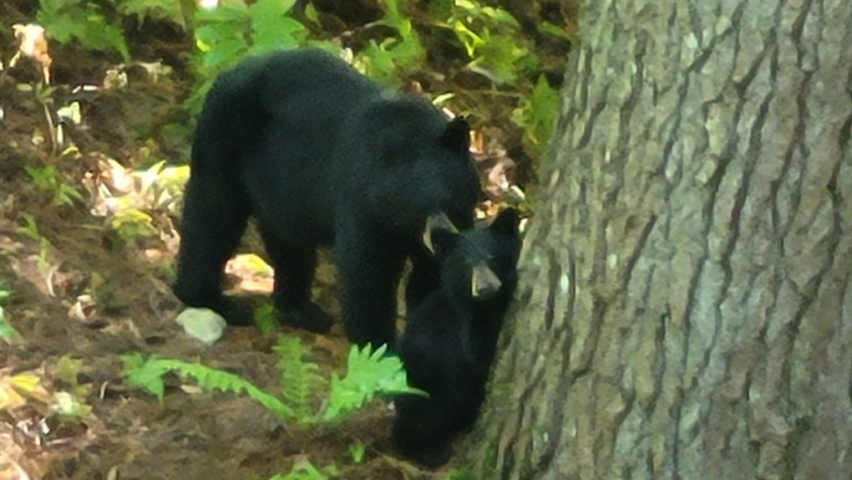 Bears keep kids inside school for 3rd day in a row