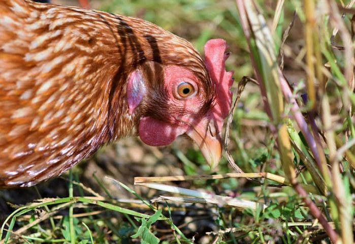 Armour Twp seeks input on backyard chickens